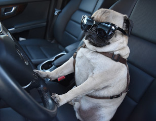 Pug Driving