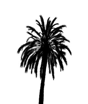 The black silhouette of a palm tree