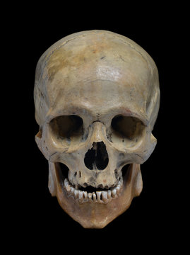 Skull of the human