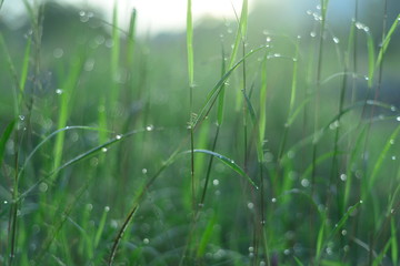 Spring or summer abstract scenes. Nature background with water drops on a green grass macro.