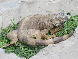  Iguana. The City Of Gelendzhik. Krasnodar Krai. (The Vast Russia! Sergey, Bryansk.)