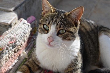 Portrait of house cat outside at sunny day