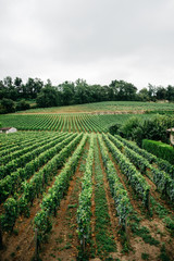 Fototapeta na wymiar Beautiful vineyards in Bordeaux