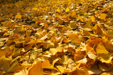 A backlit photograph of ginkgo leaf forests, ginkgo leaf 