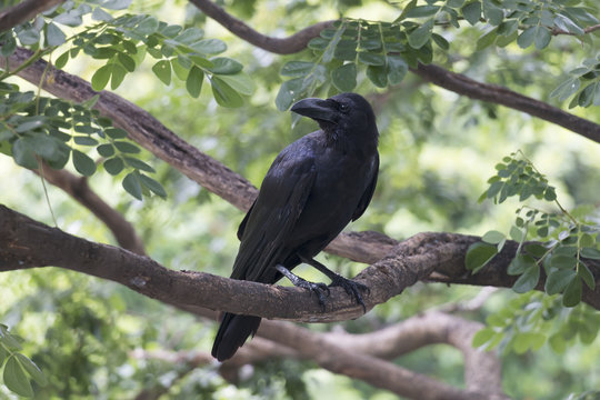 The crow is on a branch on a beautiful natural blurred background.