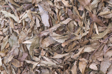 Dry leaf on ground.Autumn fallen leaves in Thailand forest .Brown color background.