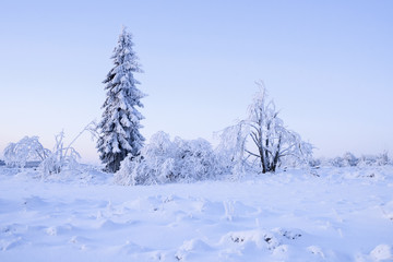 Winterlandschaft im Morgenlicht