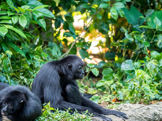 Spider monkey Ateles geoffroyi . Wildlife animal.