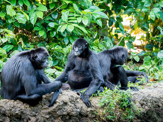 Spider monkey Ateles geoffroyi . Wildlife animal.