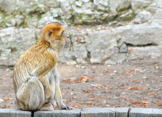 Monkey and natural background at the zoo. Barbary macaque sitting on wooden fence and looking aside.  Funny Barbary ape or magot looking at free empty space.