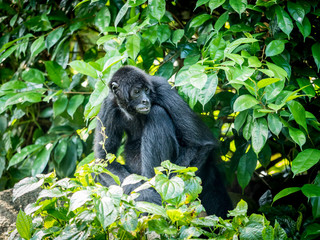 Spider monkey Ateles geoffroyi . Wildlife animal.