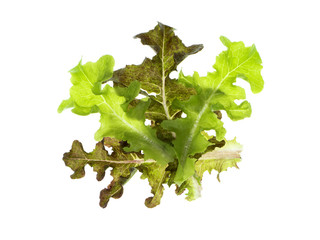 Leaf of Green Oak