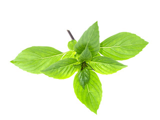 Sweet Basil, Thai Basil