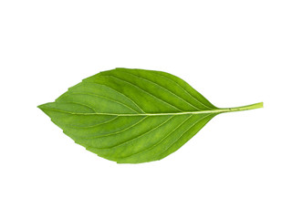 Fototapeta premium Sweet Basil, Thai Basil