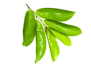 Soursop leaf on white background. © noppharat