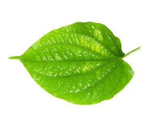 Fototapeta na wymiar Green leaf of Wildbetal Leafbush plant.