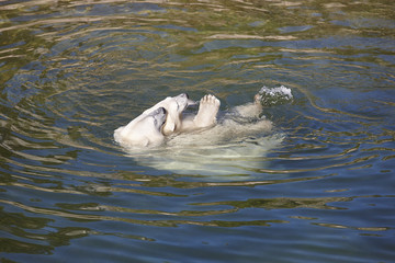Polar bear playing with his cub on the water.