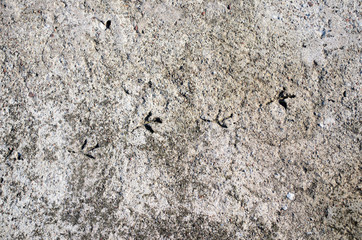 concrete texture with bird footprints