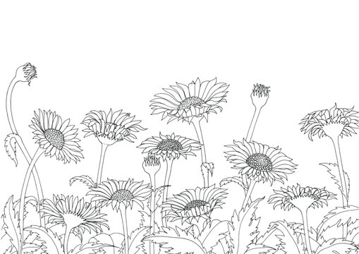 Daisy field outline sketch hand drawing on white background
