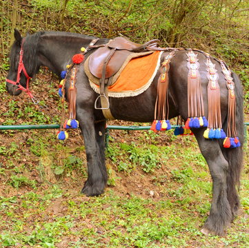Horses during Brasov Juni parade. A millennial  romanian tradition in Brasov, Transylvania.