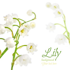 Closeup on lily of the valley flowers