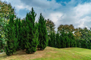 Pine trees on small hill