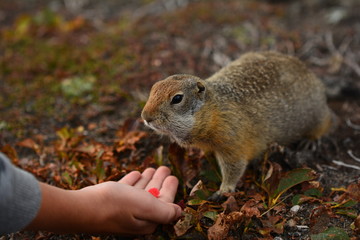 Kamchatka gopher stands on a stone, a Far Eastern rodent, feeding a large gray hamster nuts on an...