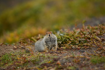 Kamchatka gopher stands on a stone, a Far Eastern rodent, feeding a large gray hamster nuts on an Avacha volcano, close up portrait