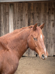 Brown Horse Side Portrait