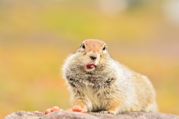 Kamchatka gopher stands on a stone, a Far Eastern rodent, a large gray hamster eats nuts