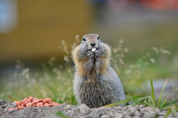 Kamchatka gopher stands on a stone, a Far Eastern rodent, feeding a large gray hamster nuts on an Avacha volcano, close up portrait