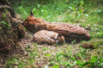 Lynx family lies in the grass
