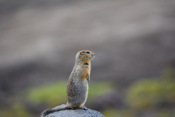 Naklejka na ściany i meble Kamchatka gopher stands on a stone, a Far Eastern rodent, feeding a large gray hamster nuts on an Avacha volcano, close up portrait