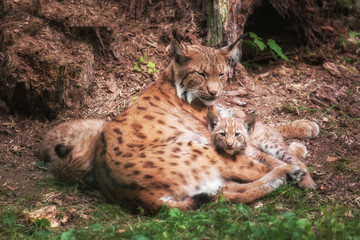 Obraz premium Lynx family lies in the grass