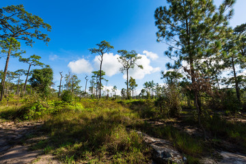 Obraz premium Pine forest