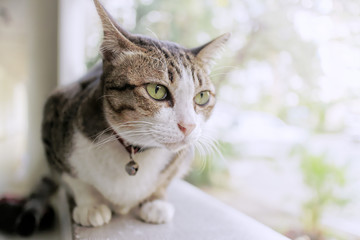 tabby cat looking at camera