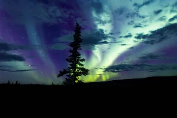 Cercles muraux Denali northern lights arcoss the blacked skies of an Alaskan life staring up at the stars.  Northern lights across the black spruces on the Alaskan Range, Silhouettes cast across the sky and clouds cascaded