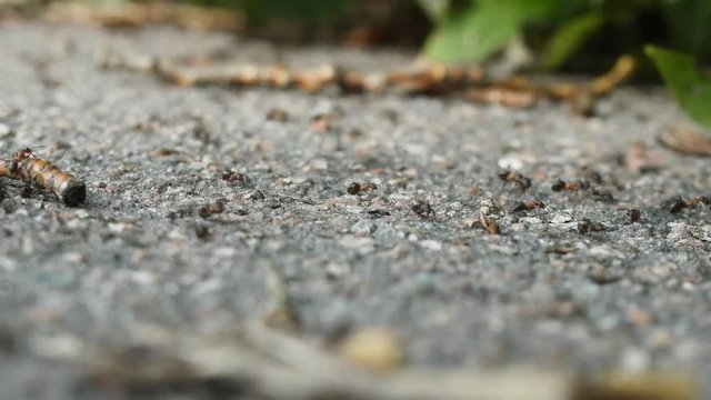 Red forest ants scurrying  foraging
