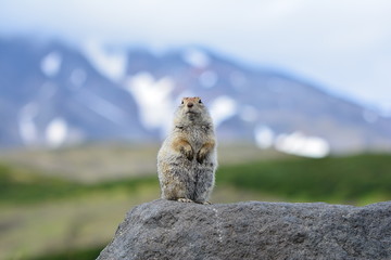 Kamchatka gopher stands on a stone, a Far Eastern rodent, feeding a large gray hamster nuts on an Avacha volcano, close up portrait