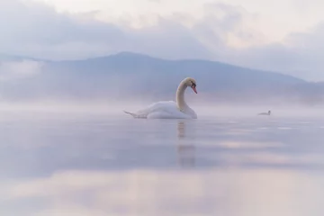Cercles muraux Cygne White Swan  at Lake Yamanaka with Mt. Fuji background
