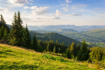 Beautiful summer landscape with spruce forest on grassy hillside in Carpathians, Ukraine
