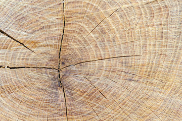 Fototapeta premium Tronco aserrado de Roble Albar. Quercus petraea. 