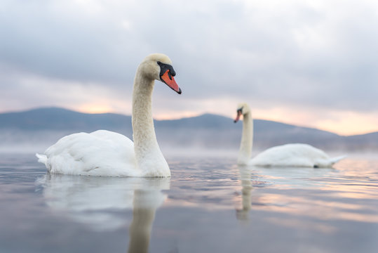 White Couple Swan feeling romantic and love  at Lake Yamanaka with Mt. Fuji background