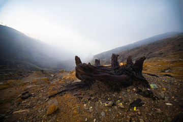 Dead trees in Volcano Ijen in Java, Indonesia