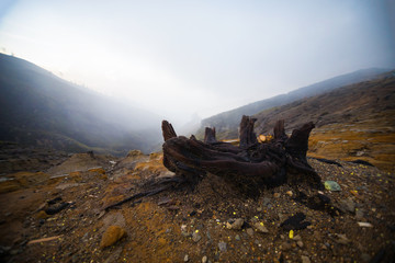 Fototapeta premium Dead trees in Volcano Ijen in Java, Indonesia