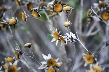 Dried gold coin daisy flower in the garden, autumn season, Lanzarote Canary Islands