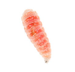 red worm of maggots on a white background