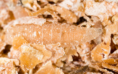 worms of maggots . marco