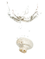 mushrooms champignons in water isolated on white background