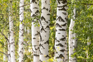 Foto op Plexiglas witte stammen van een berk op de natuur © schankz